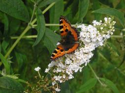 large butterfly on flowers in the garden