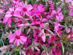 Flowers Spring