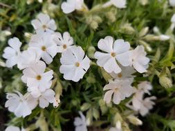 Flowers Spring