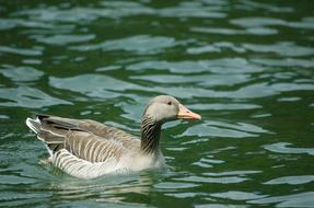 Goose Greylag Bird