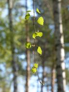 spring leaves on a thin tree branch