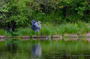 wild Blue Heron landing on Water