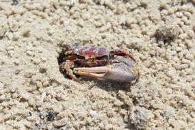 Colorful and beautiful crab, in the hole, in the sand