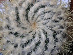 Cactus Structure