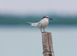 Bird Area Program