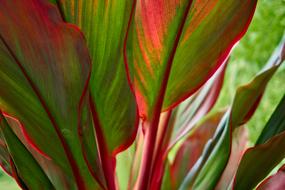 Ti Plant Red