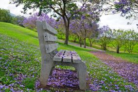 Park Bench Jacaranda Purple