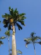 Coconut Tree Blue Day