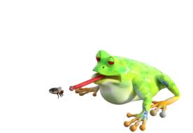 frog with insect as an illustration on white