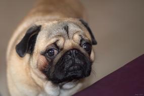 Cute dog with big eyes