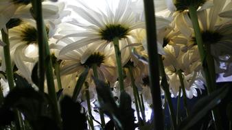 Background White big Flowers