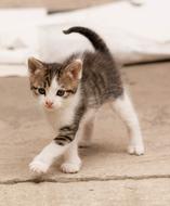 Friendship Small kitty
