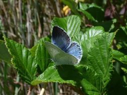 Blue Butterfly Celastrina Argiolus