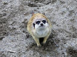 Zoo Meerkat House Animal Farm With