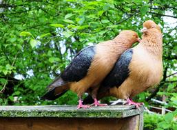 Lovebirds Pigeons Pigeon Pair