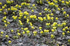 Spring yellow flowers in the forest