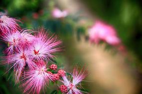 Puff Flower Pink Flutter