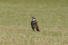 Turdus eunomus, blackbird on grass