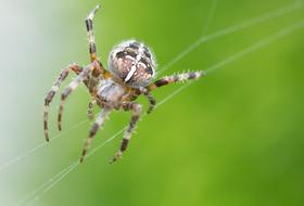 Close-up of the colorful spider on the white cobweb, at blurred background with green plants