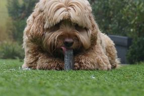 incredibly charming Dog Ice