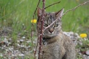 cat behind a dry branch in nature on a blurred background