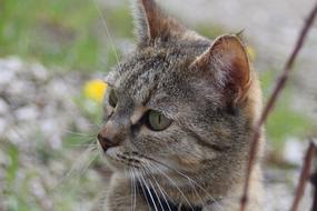 Portrait of the cute, colorful and beautiful, fluffy, curious cat