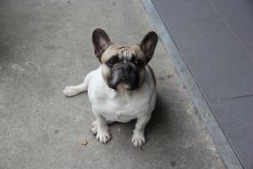 there's a white bulldog on the floor