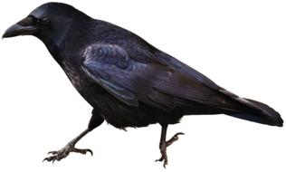 Beautiful black raven at white background