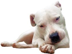 Isolated Bull Terrier White