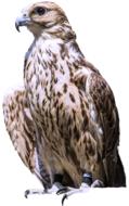 Isolated Raptor Bird Of Prey
