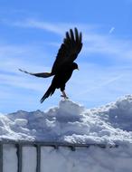 black crow against a background of snowy mountains
