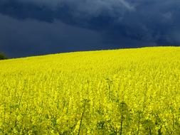 Field Of Rapeseeds