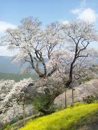 Japan Kochi Prefecture Niyodogawa