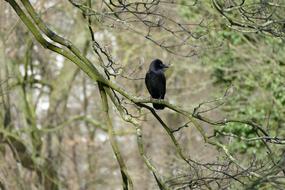 Bird Waiting tree