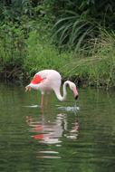 resting flamingo in the pond