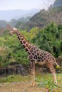 Giraffe Unicorn Zoo