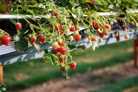 Strawberries England