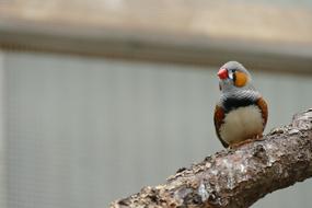 Bird Waiting tree