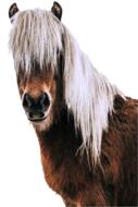 Isolated Horse Animal head