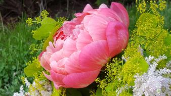 large pink peony bud