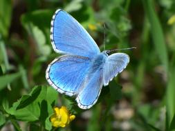 blue beautiful butterfly