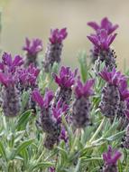 Lavender Lavandula Officinalis