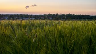 Evening Sun Fields