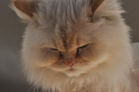 white Himalayan Cat Female