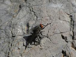 Botfly Fly Vironera Sarcophaga