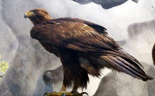 wild eagle looks away