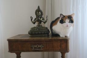 cat on the table near the Buddhist figure