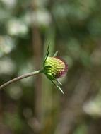 wild plant green landscape