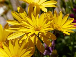yellow bouquet of beautiful flowers