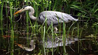 Heron Bird Nature water